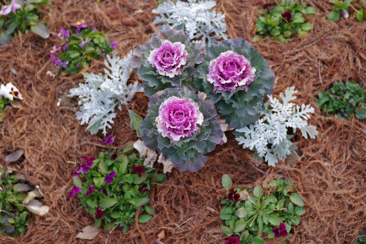 Mulching