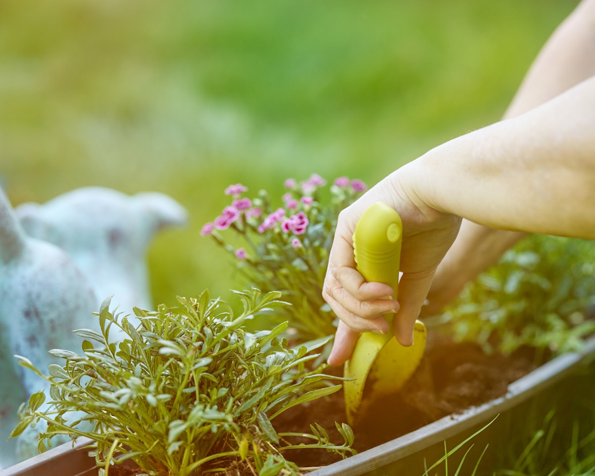 Planting & Removal